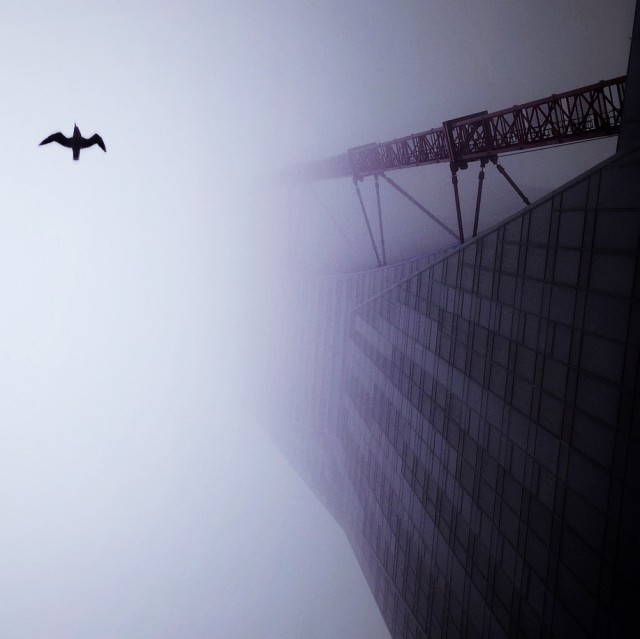 飞鸟与雾