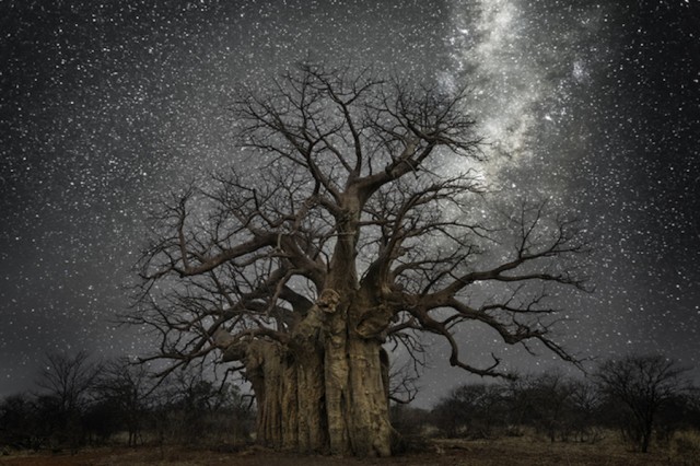 星空下的古树